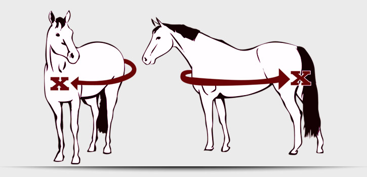 Diagram showing how to measure a horse for blankets and tack